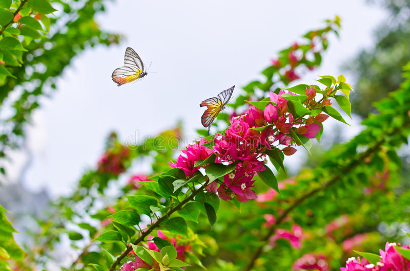 bougainvillea-butterfly-butterflies-enjoying-bougainvellea-nature-41434764.jpg