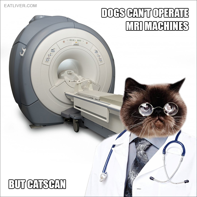 catscan.jpg