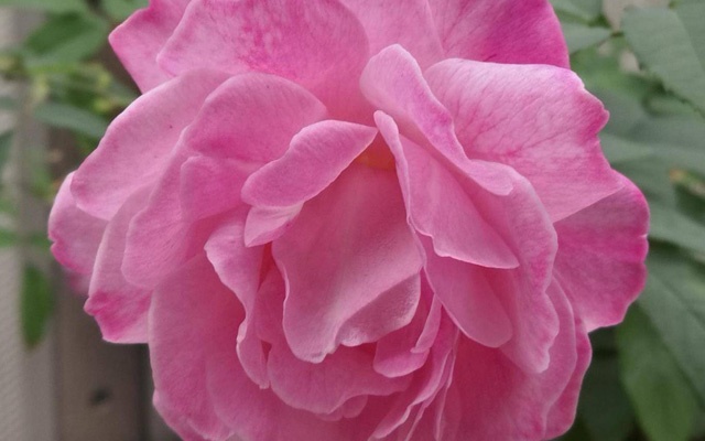 Rosa-chinensis.jpg
