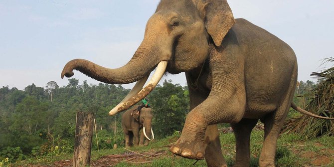 cerita-dokter-octavia-tewas-diseruduk-dan-diinjak-gajah.jpg