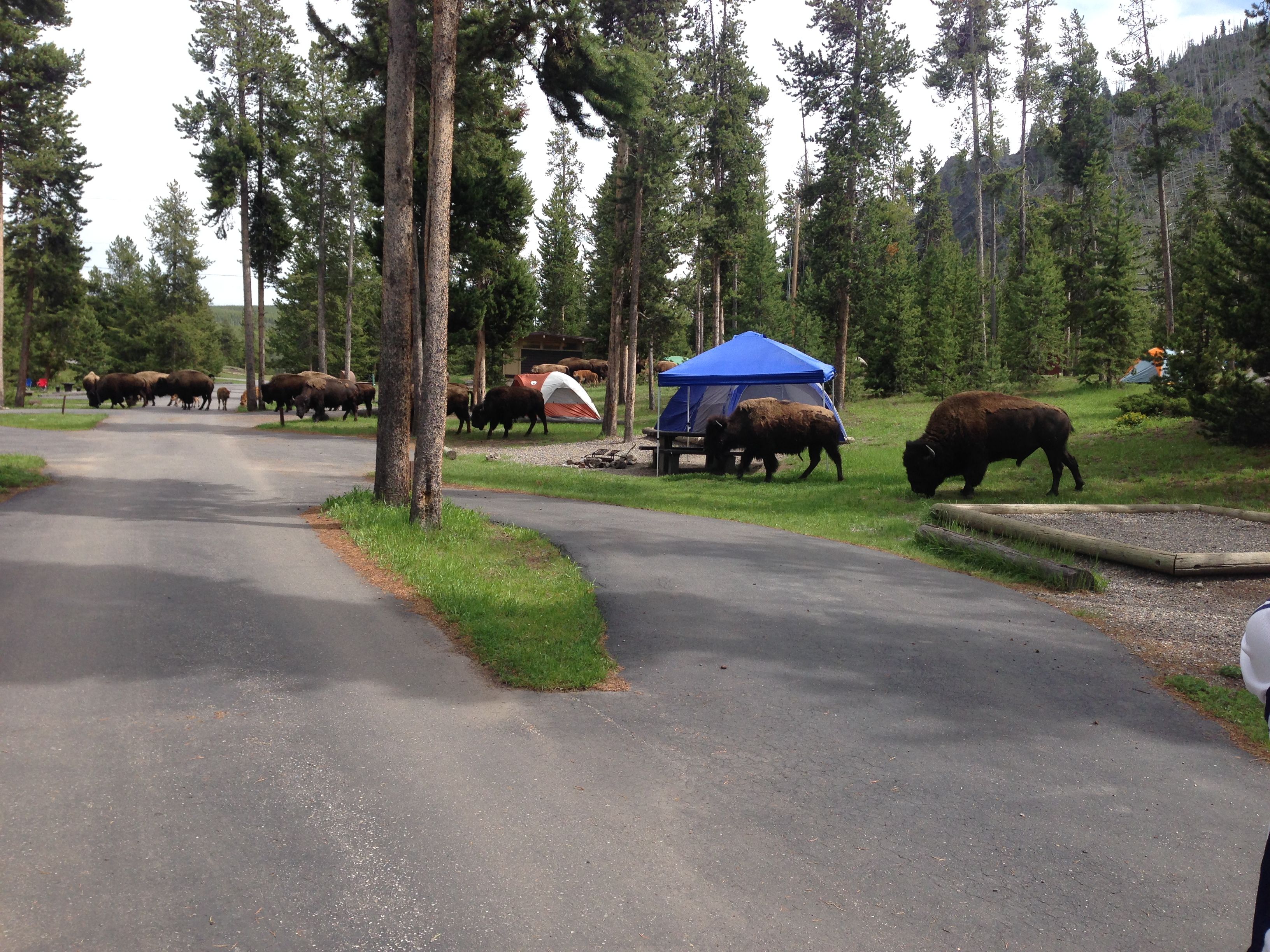 Buffalo in Camp.jpg