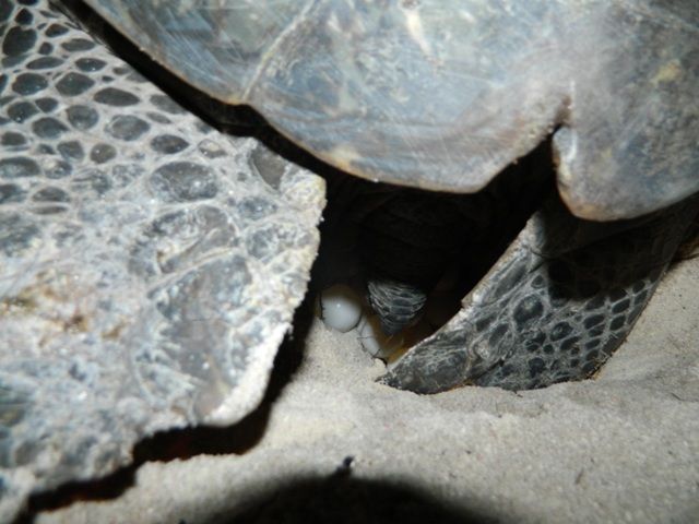 penyu_bertelur_susah_diambil_gambar_karena_flipper_belakang_selalu_ditutup_berbeda_dengan_penyu_lekang.jpg