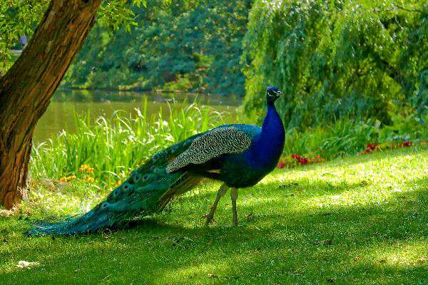 Beautiful-Birds-Peacock.jpg