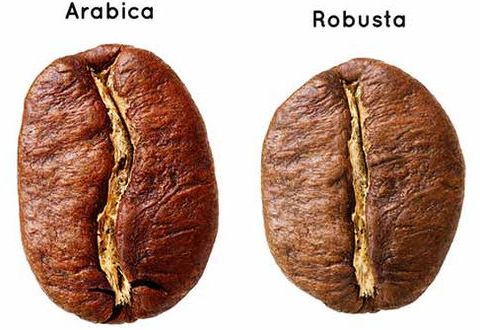 cafe-arabica-vs-robusta.jpg