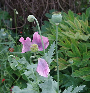 Coquelicots_-_Parc_floral_6.JPG
