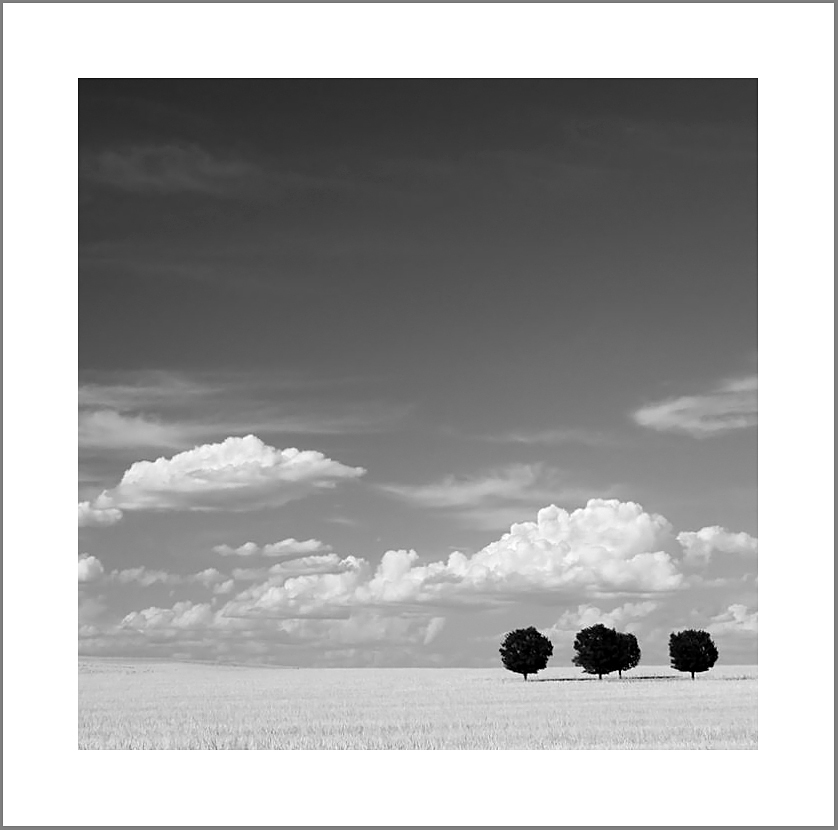 Four Sisters After The Harvest.jpg