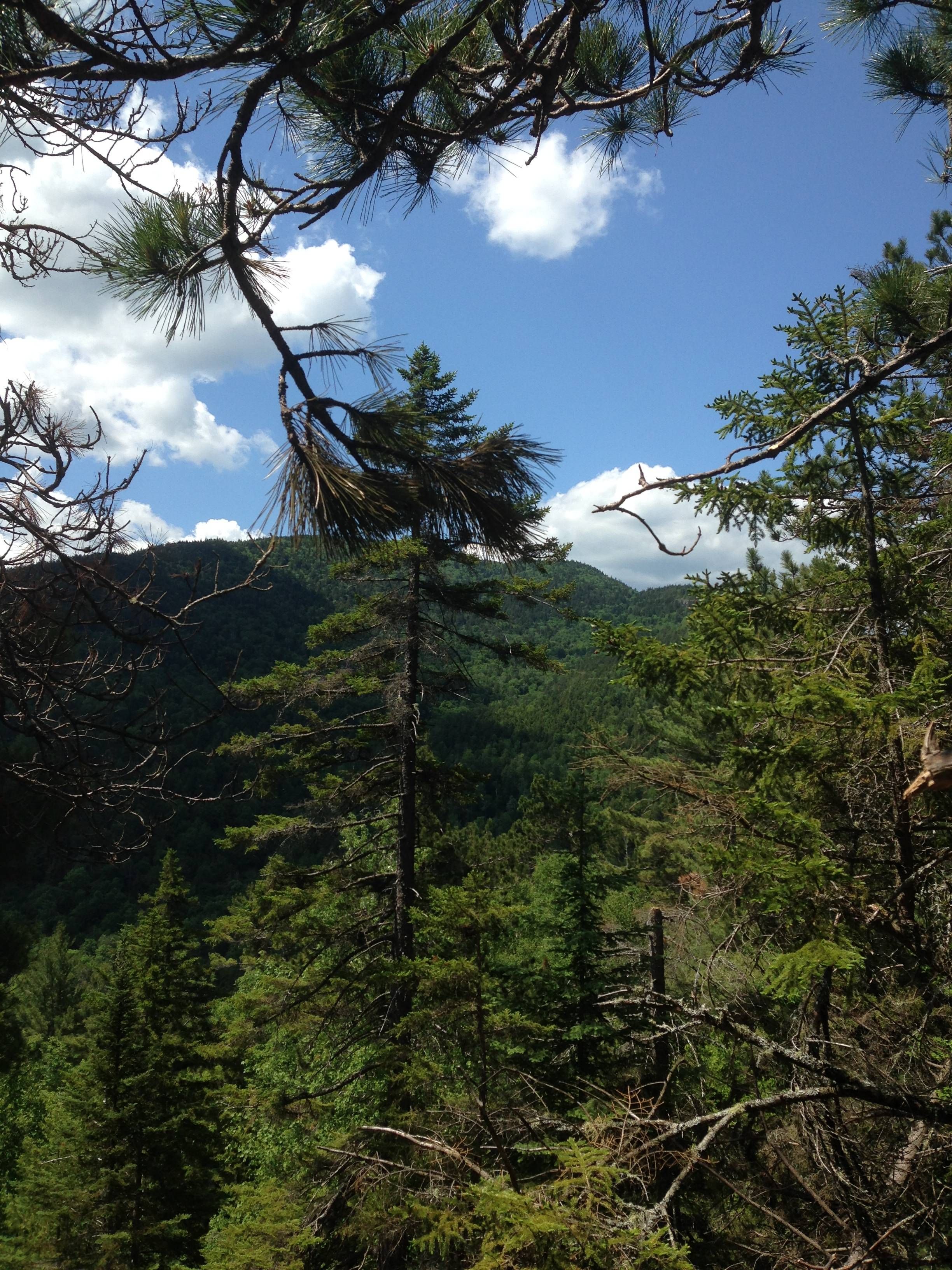 Green Forest and Blu Sky .jpg