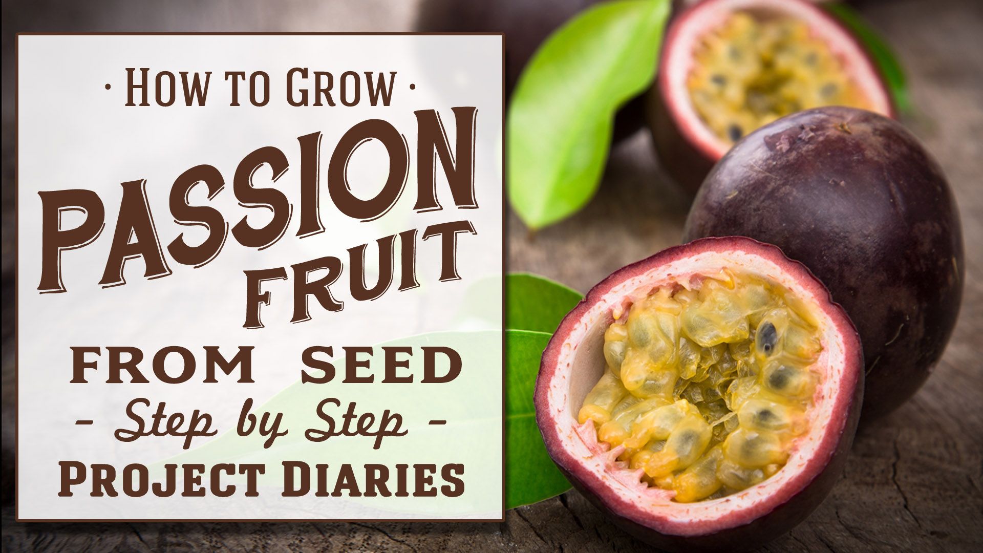 How to Grow Passion Fruit from Seed.jpg