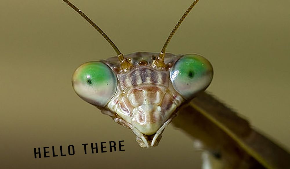 Face_of_Praying_Mantis.jpg