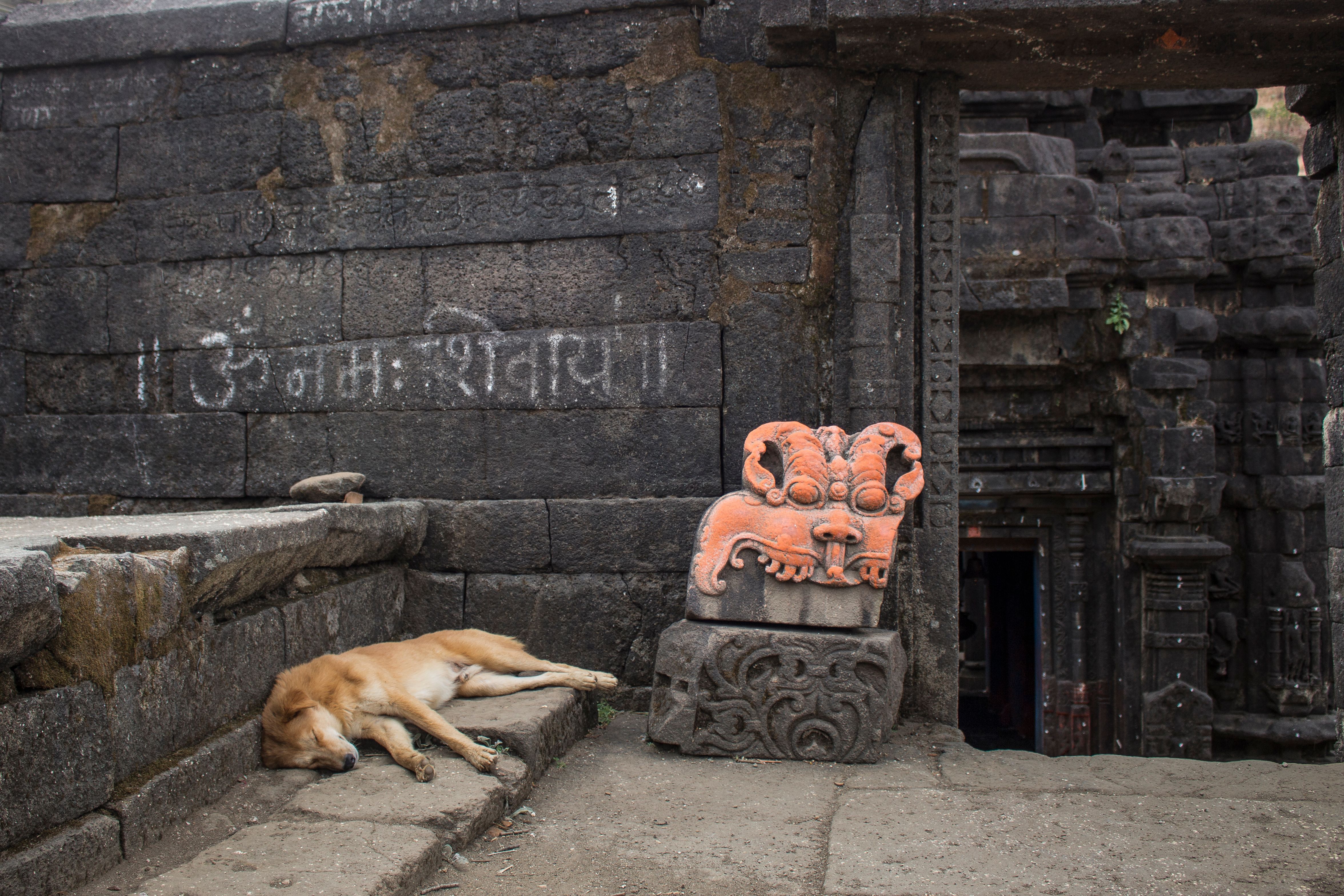 temple dog.jpg