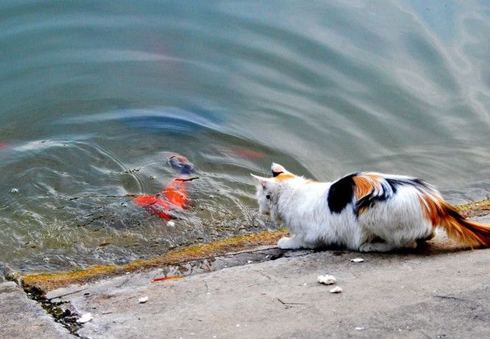 cat-catches-a-huge-goldfish-for-dinner-1.jpg