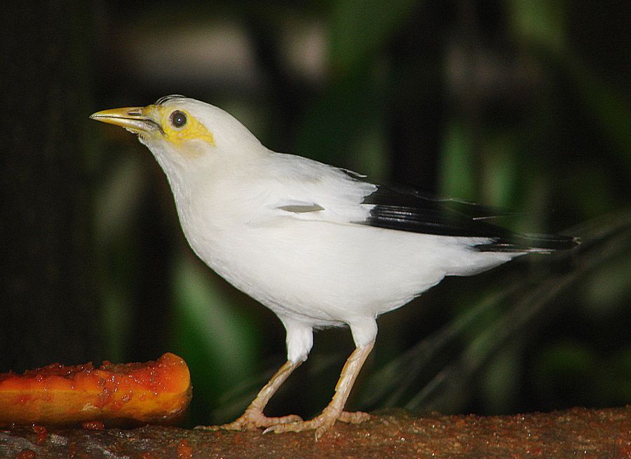 Acridotheres_(or_Sturnus)_melanopterus_(13004772804).jpg