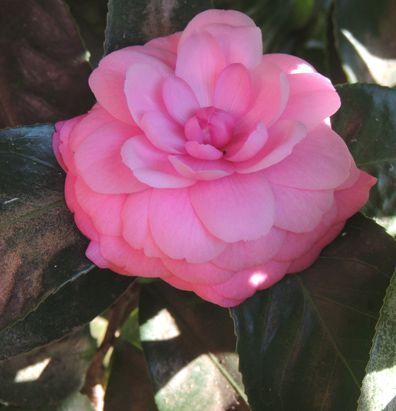 Feliz miercoles. Hoy la flor de la camelia — Steemit