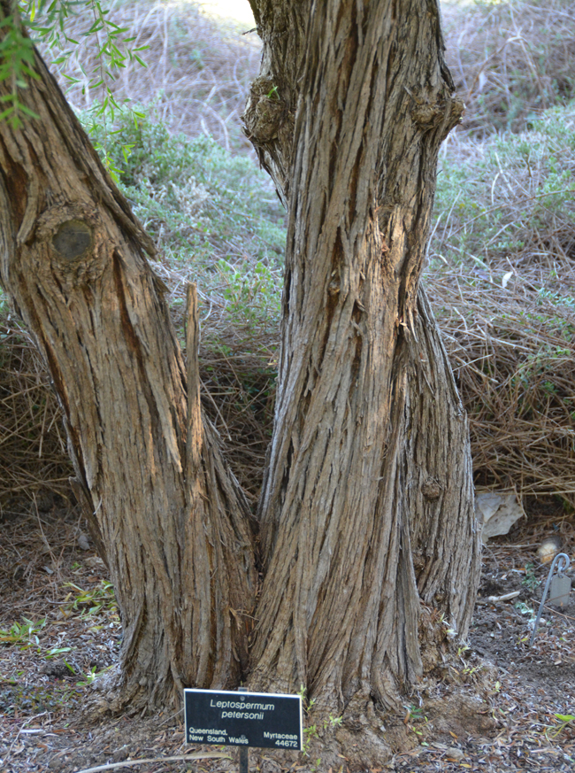 leptospermum-petersonii-trunk.jpg