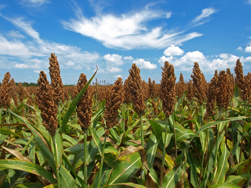 guinea-corn.jpg