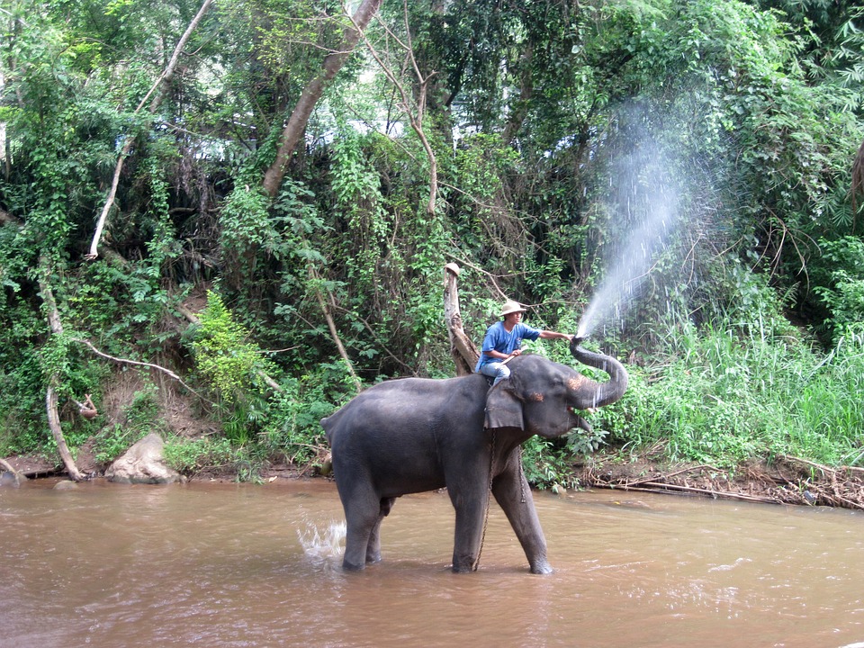 elephant-2426786_960_720.jpg