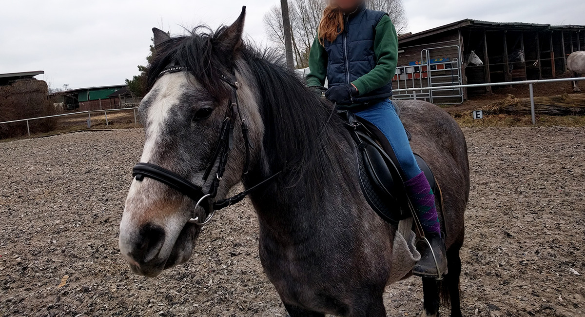 A horse. Our new family member goes by the name of Einstein.