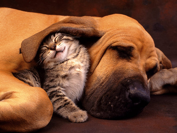 cats-and-dogs-getting-along-53__605.jpg