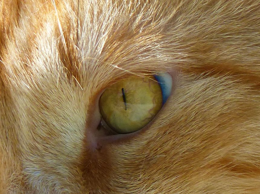 pfitschi-eyedetail.jpg