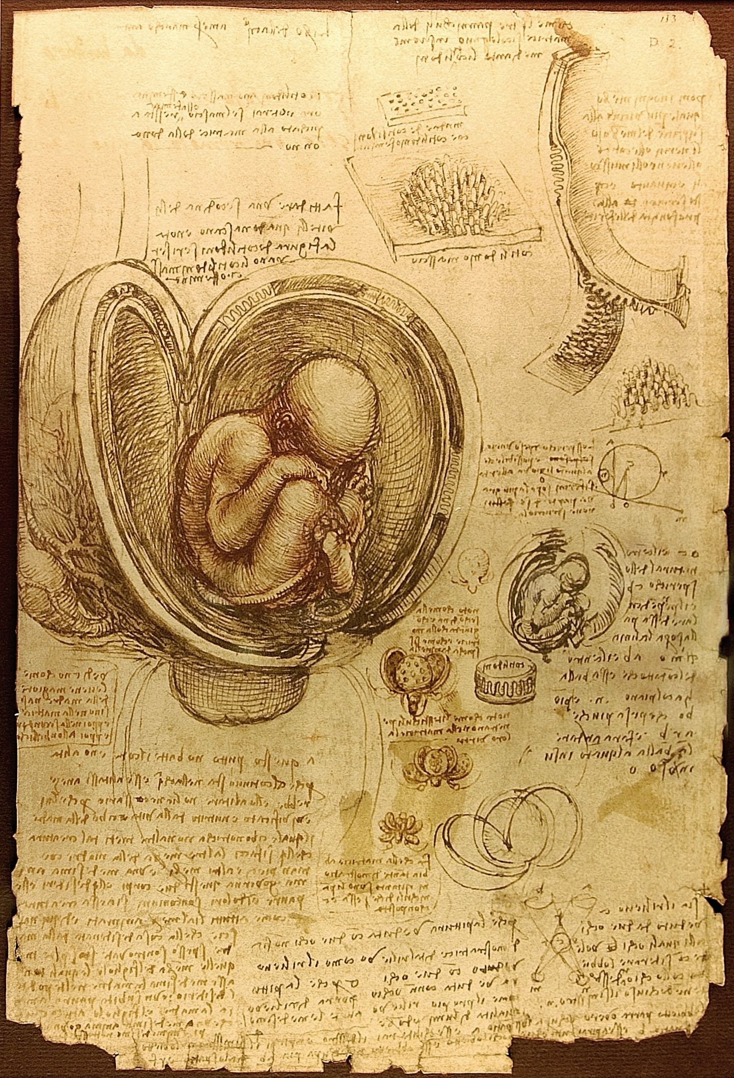 Da_Vinci_Studies_of_Embryos_Luc_Viatour.jpg
