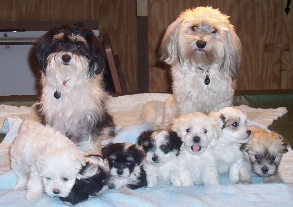 Havanese.png