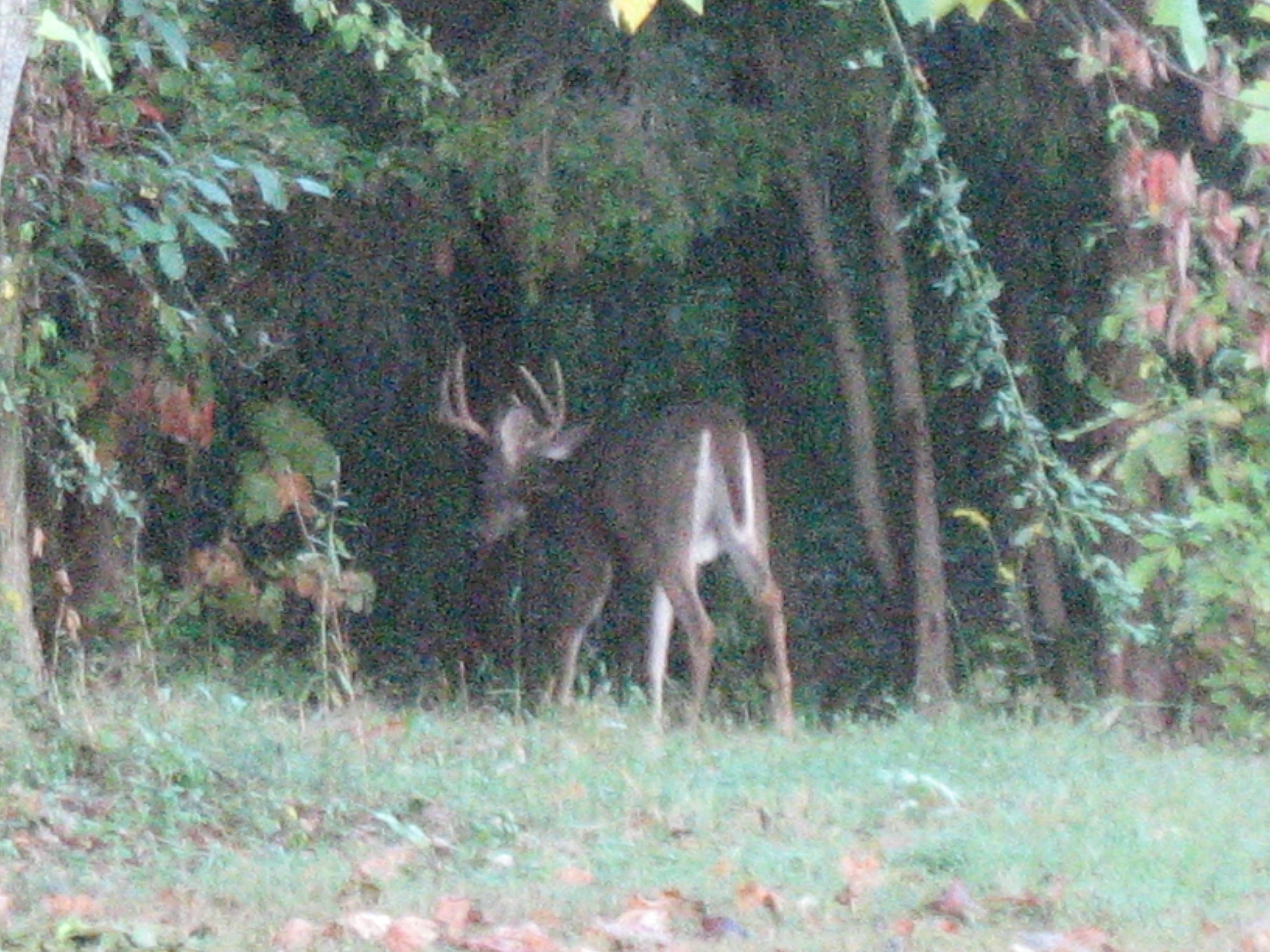 front yard buck.JPG