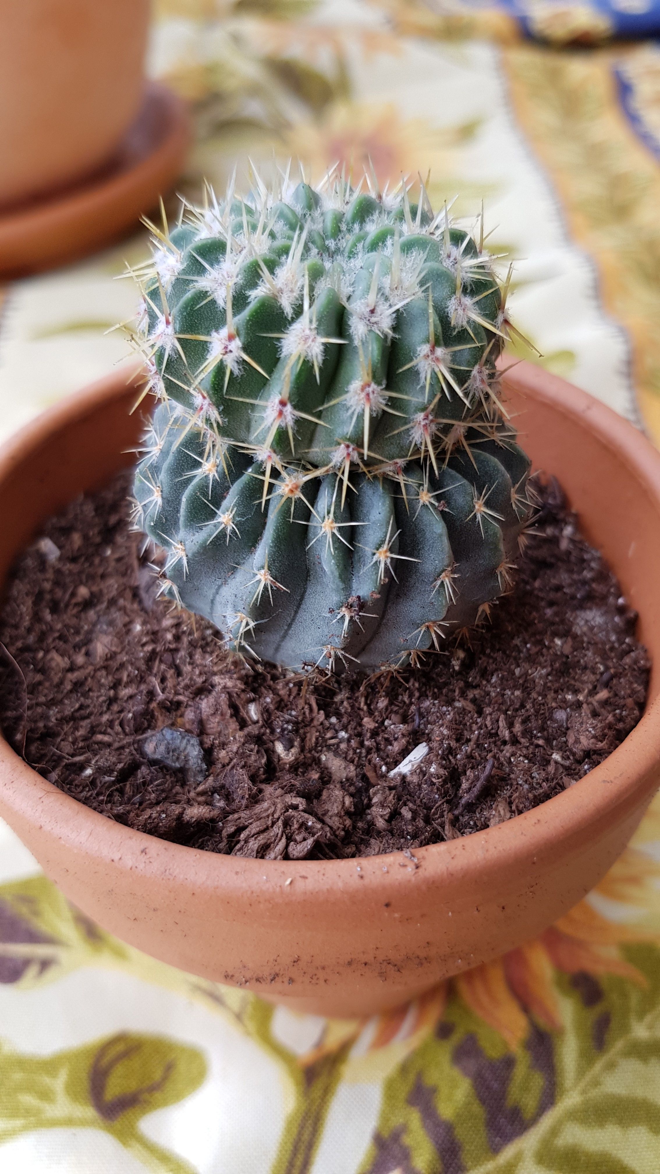 cactus 049.jpg