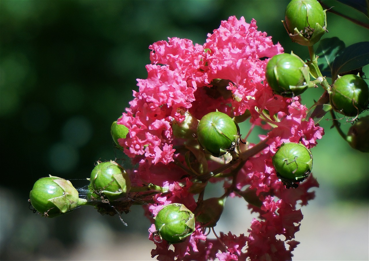 crepe-myrtle-with-seed-pods-1665650_1280.jpg