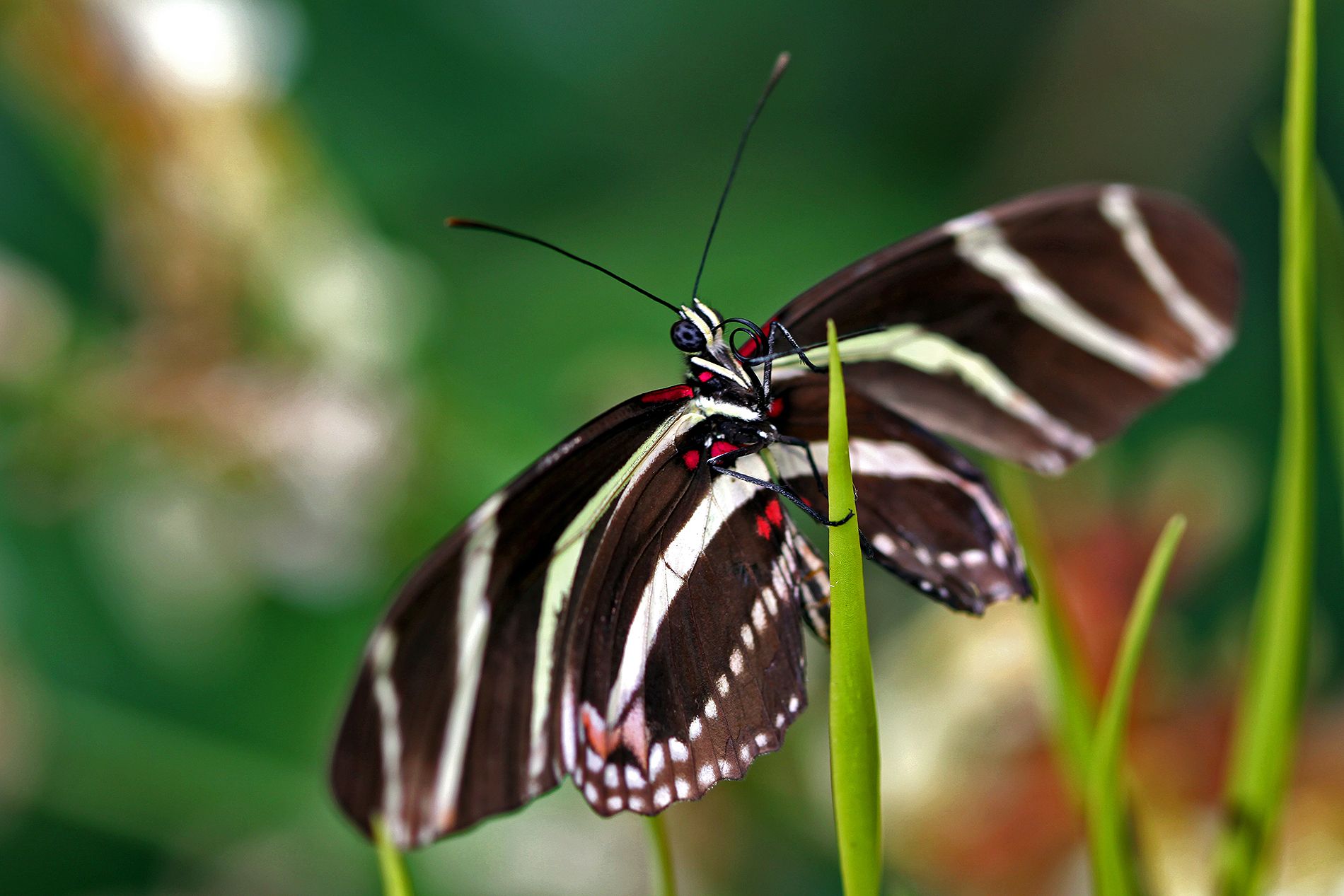Tropical Butterfly.jpg