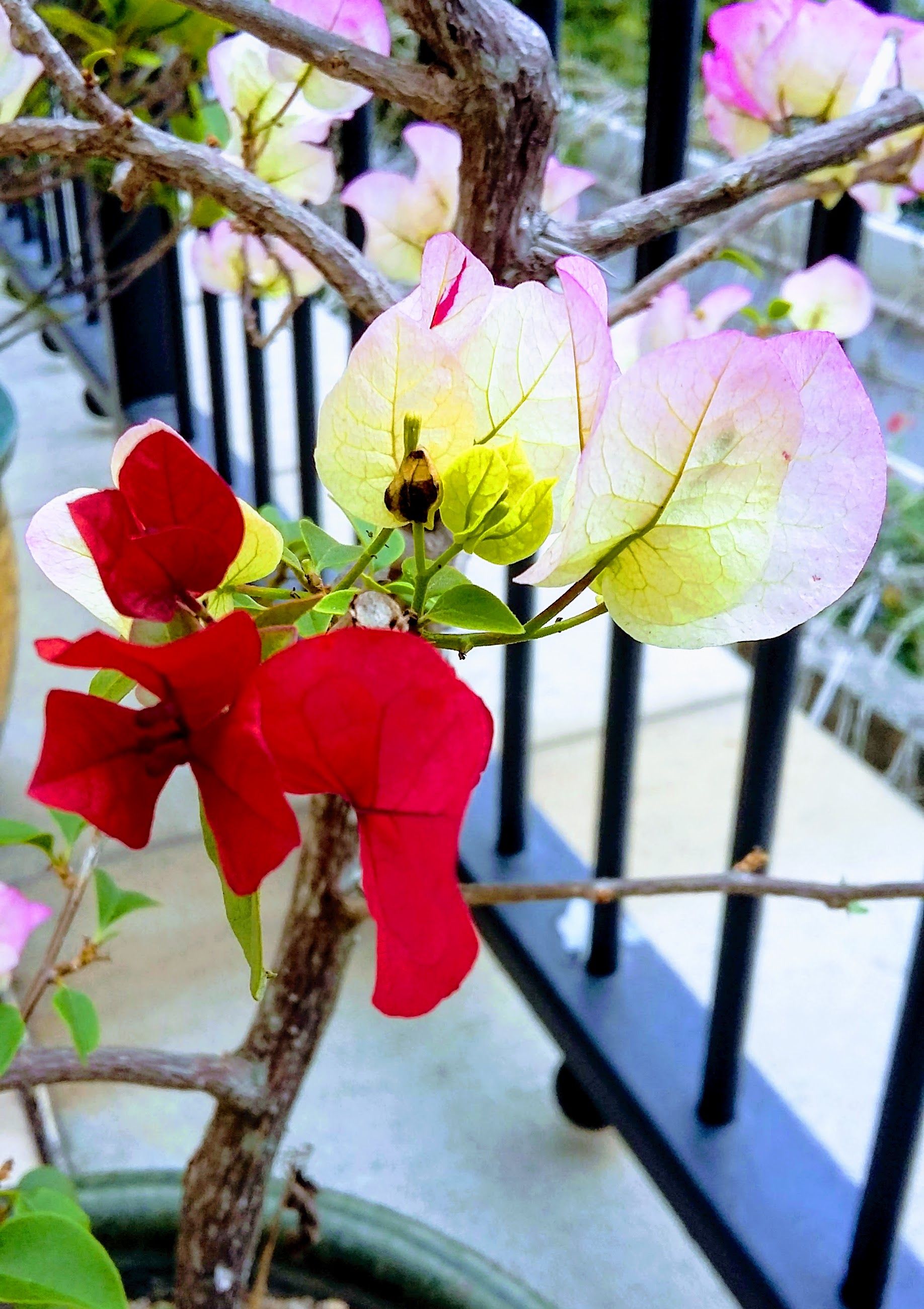 Bougainvillea new flower for the Spring Feb 27 2018.jpg