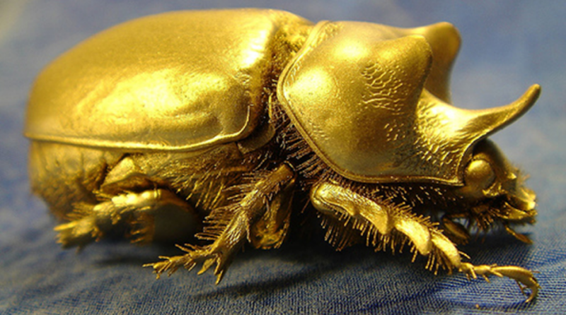 goldbug2.png