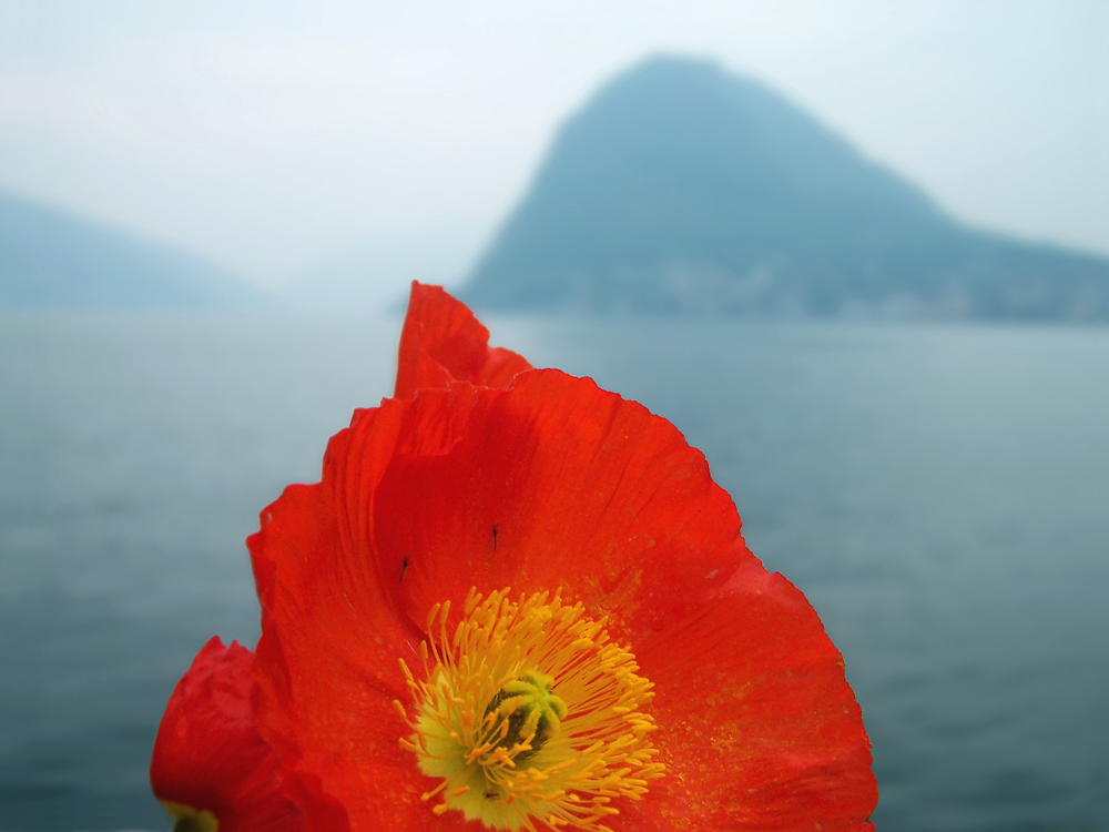 lugano-flo1.png