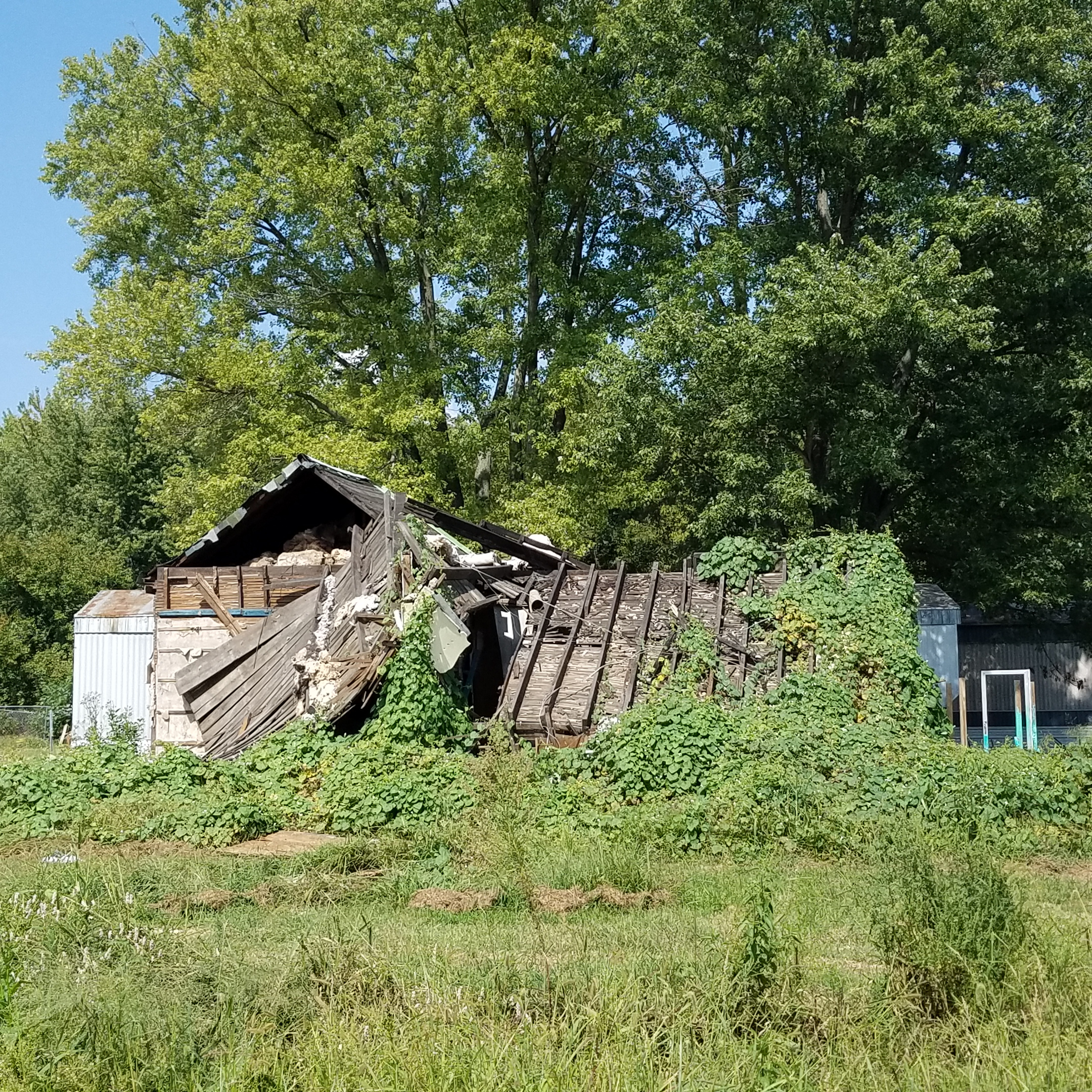 Barn with fallen roof covered in vines