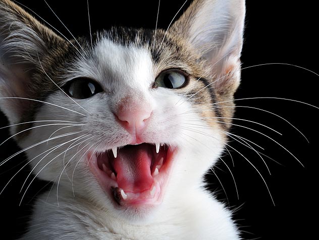 99950237-why-cats-meow-632x475.jpg