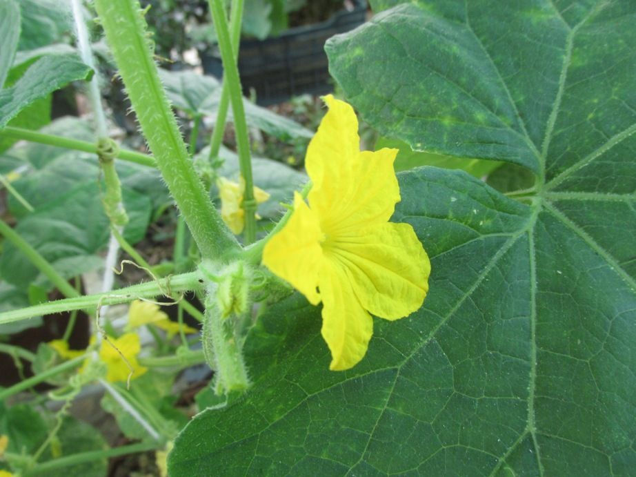 male flower of cucumber