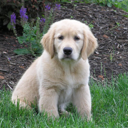 golden-retriever-puppy6.jpg