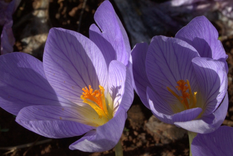 crocus_speciosus.jpg