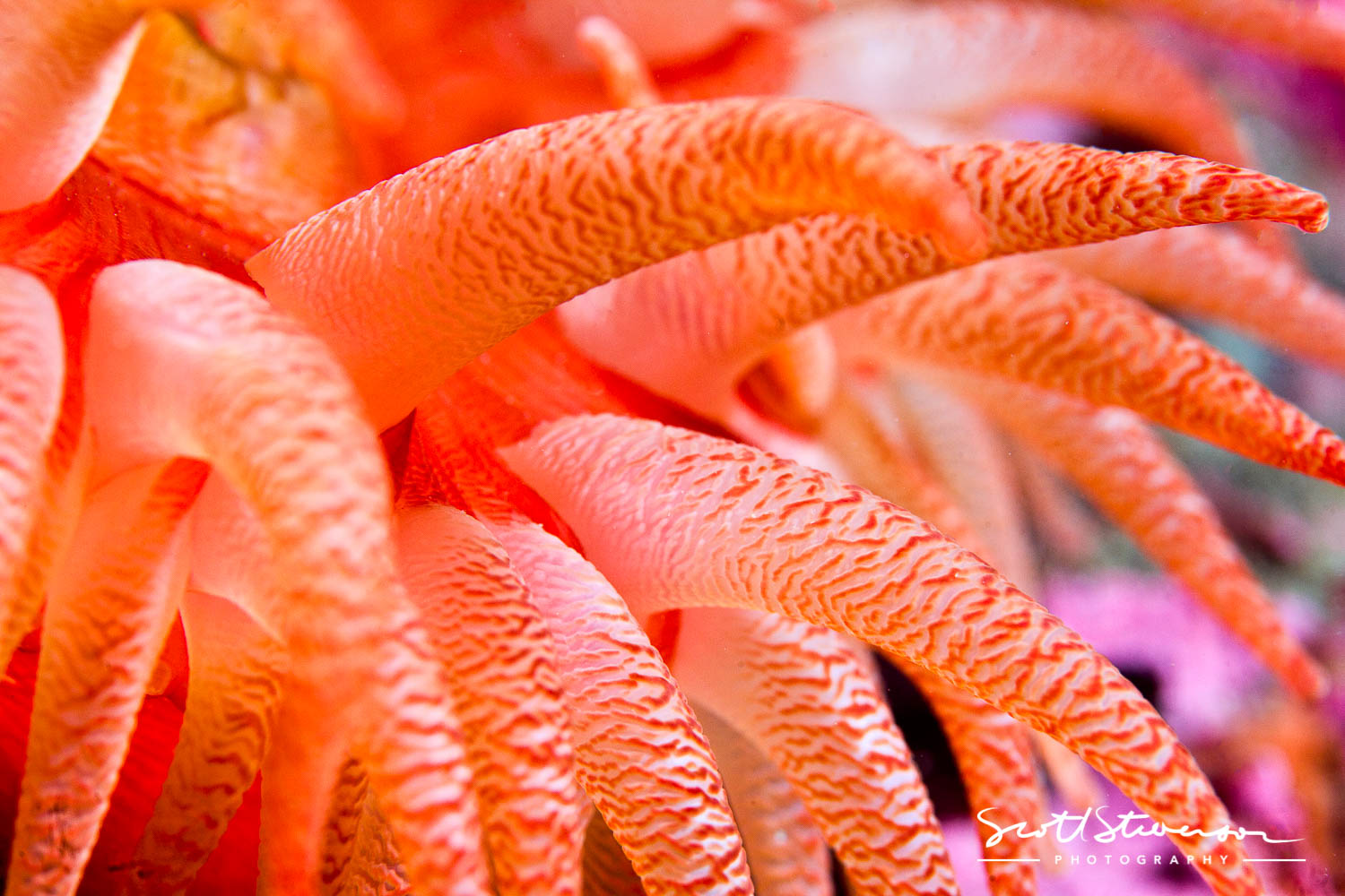 Crimson Anemone-3.jpg