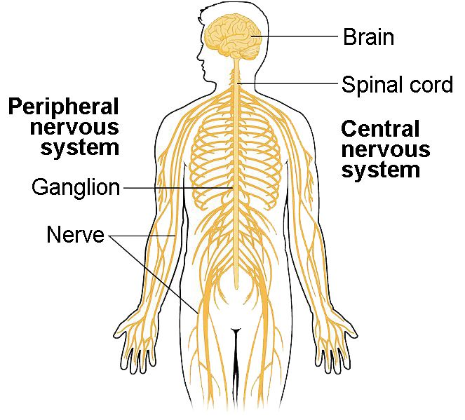 Basic Structure Of Nervous System - Aflam-Neeeak