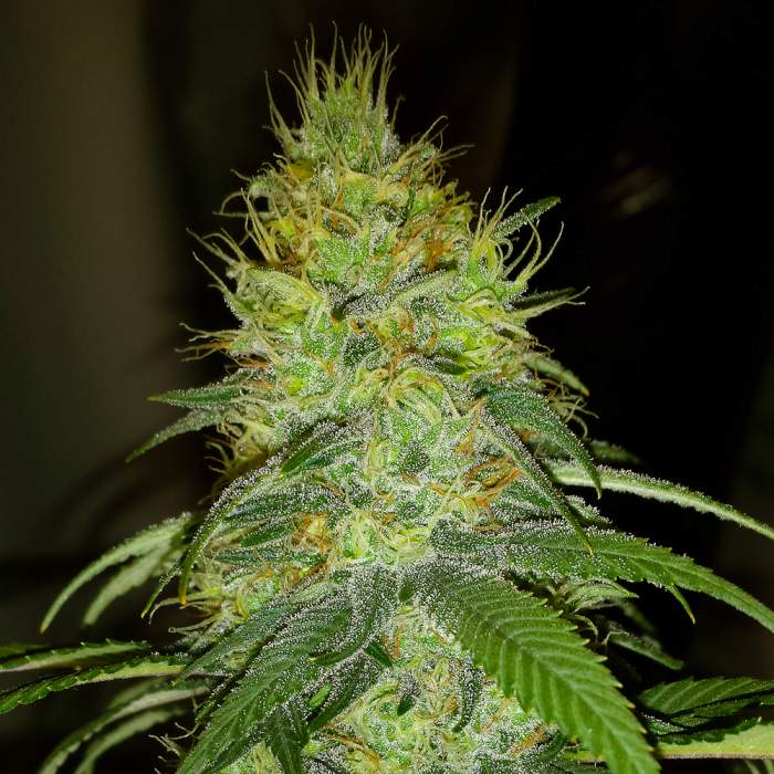 Weedyseeds Отзывы О Магазине