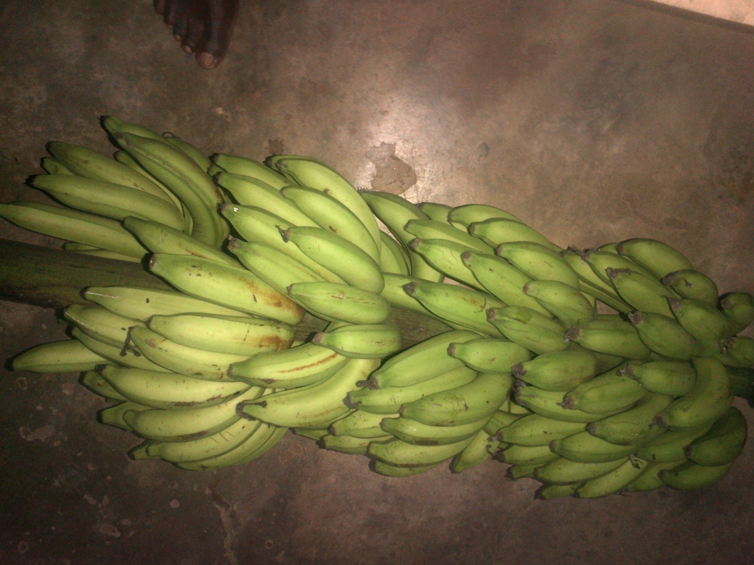 PHIA SPECIE BANANA.jpg