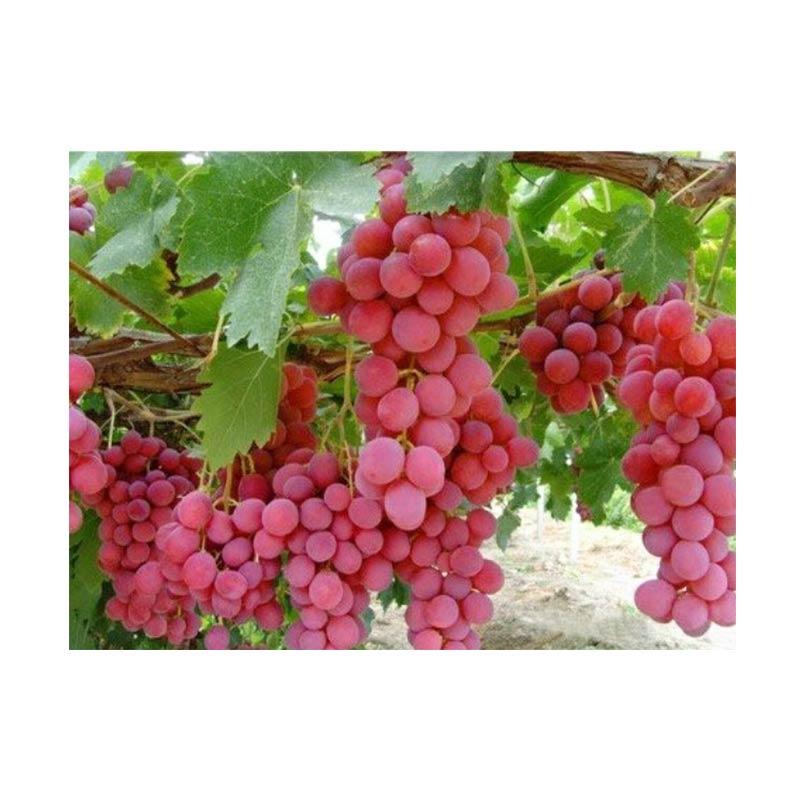 victory-seed_biji-benih-buah-anggur-merah-import--10-butir-_full02.jpg