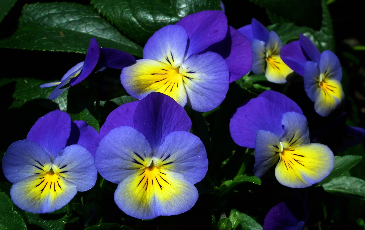 flower-3323150_1280.jpg