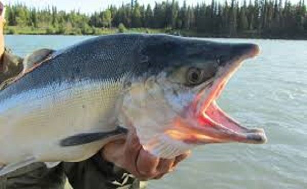 salmon_fish.jpg