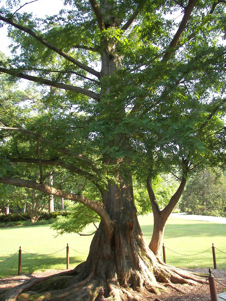 Dawn Redwood lanana.jpg