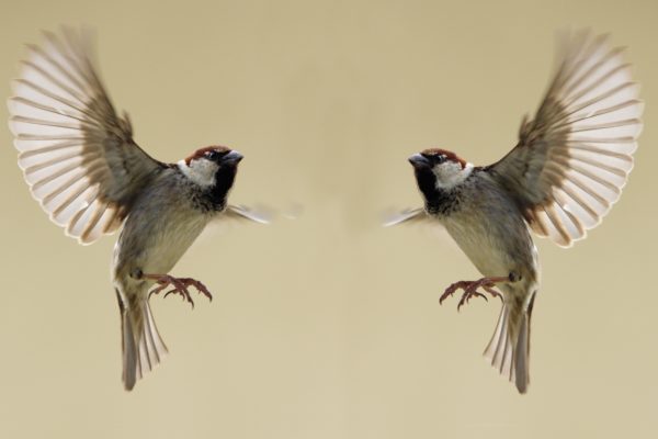 Sparrows-In-Flight-600x400.jpeg