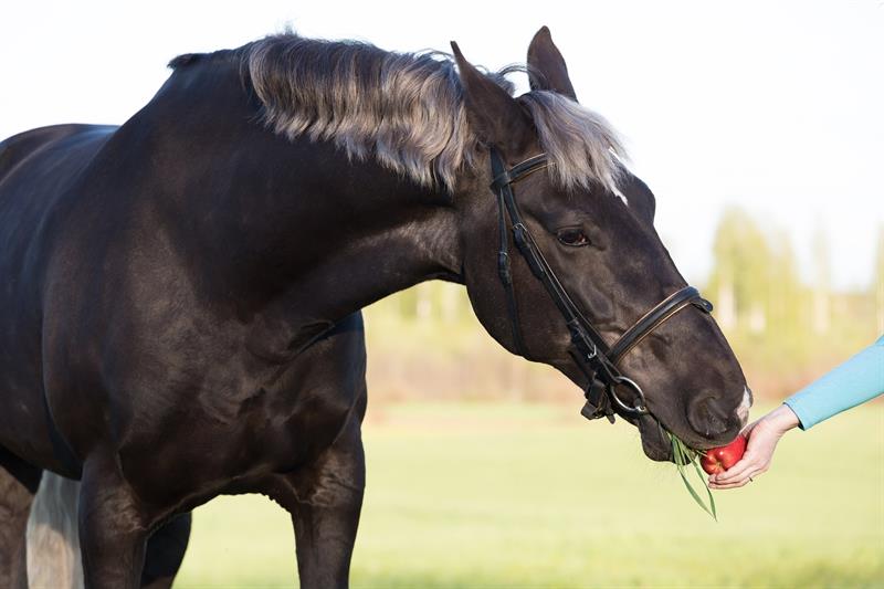 the-noblest-of-all-creatures-7-interesting-facts-about-horses-7-horses-will-prefer-to-eat-something-sweet-instead-of-sour-or-salty.jpg