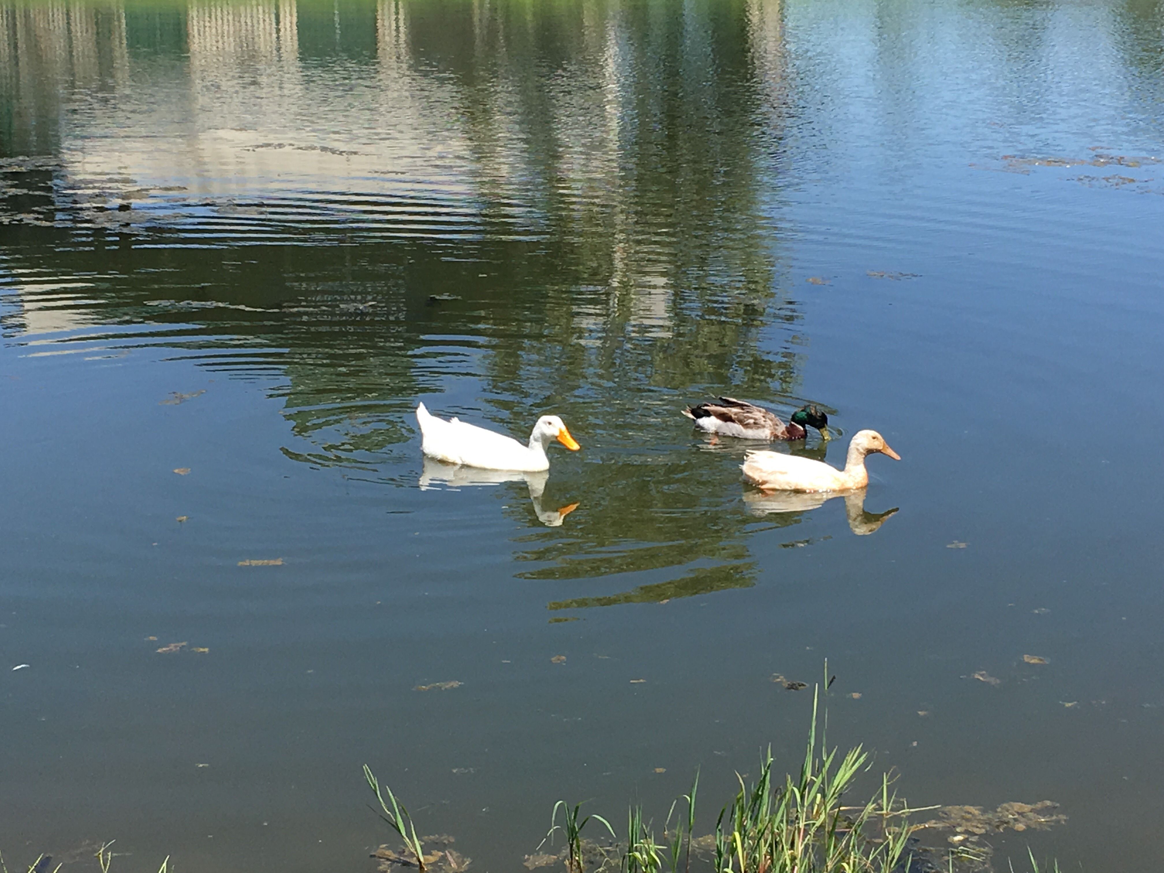 Ducks.jpg