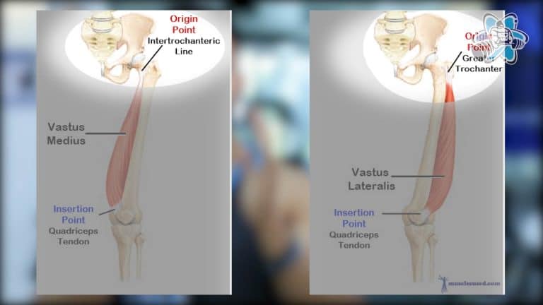 Vastus-Medialis-Vastus-Lateralis-Origin-768x432.jpg