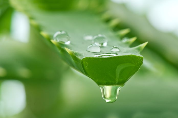 aloe-vera-gel.jpg.696x0_q80_crop-smart.jpg